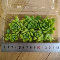 るるれれろ様 リクエスト 2点 まとめ商品