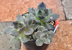 16.ブラックプリンス 抜き苗 多肉植物 - メルカリ
