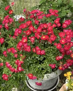 ミニ薔薇の苗(四季咲き)のサムネイル