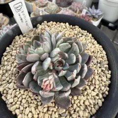 2026年最新】ザラゴーサspノバの人気アイテム - メルカリ