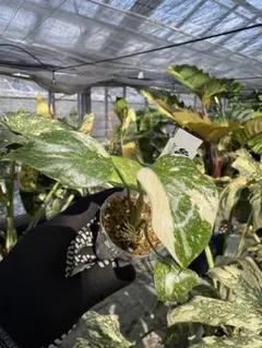 モンステラ　タイコンステレーション　厳選斑入り　2寸ポリポット　ネコポス発送 モンステラ デリシオーサ タイコンステレーション厳選斑入り2寸