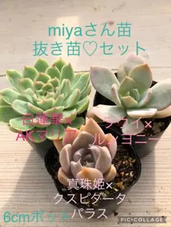 miyaさん✡️ピンザラ×ラウイ✡️ミヤ苗 多肉 抜き苗 寄せ植え miyaさん✡️ピンザラ×ラウイ✡️ミヤ苗 多肉 抜き苗 寄せ植え