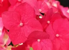 つるもも様 リクエスト 2点 まとめ商品