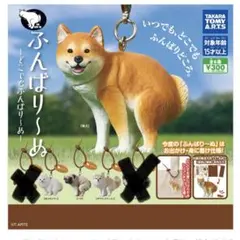 ふんばりーぬ チワワ（クリーム） ガチャ