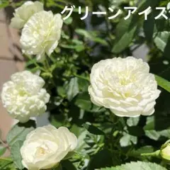 2026年最新】ミニバラ苗木の人気アイテム - メルカリ