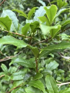 株立クロモジ 大株 植木 落葉樹 引き取り限定 - メルカリ