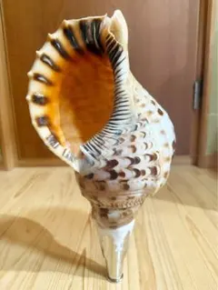 法螺貝② 法螺貝② 法螺貝 35cm ZX 30 / ZX 35 / ZX 40 / ZX43 | ECOGEAR