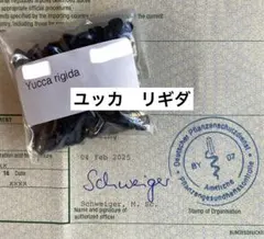 2025年最新】ユッカリギダの人気アイテム - メルカリ