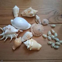 貝殻セット ハンドメイド素材
