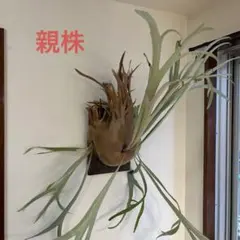 P.alcicorne Madagascar pupバッセイビカクシダ 大株 - メルカリ