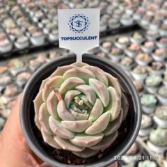 Top【選抜株】多肉植物 26345ピュアラブ 54個 鉢無し/脱土 - メルカリ