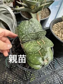 【ガステリア・恐竜　特幅　肉厚葉個体】発根済み鉢ごとのサムネイル