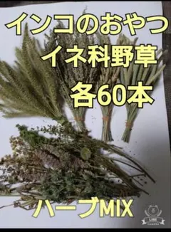 ★インコのおやつ★イネ科野草4種各60本以上＋ハーブMix