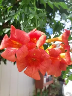 hanahana様 リクエスト 3点 まとめ商品