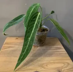 2025年最新】アンスリウムワロクアーナムの人気アイテム - メルカリ