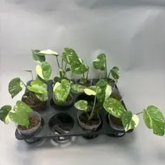 2026年最新】フラワー・ガーデニングの人気アイテム - メルカリ