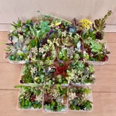 訳あり　多品種　カラフル　育て方メモ　多肉植物　紅葉が綺麗❤️14つセット
