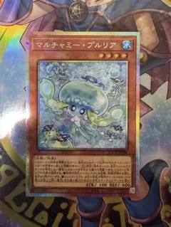 マルチャミープルリア プリシク