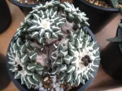 2025年最新】サボテン 黒牡丹の人気アイテム - メルカリ