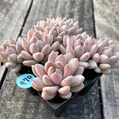 はるなち様 リクエスト 5点 まとめ商品