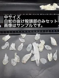 2026年最新】白蛇の抜け殻の人気アイテム - メルカリ