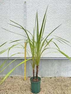 2025年最新】ニオイシュロランの人気アイテム - メルカリ