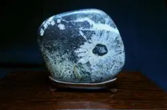 根尾菊花石 黒地に白、金覆輪花 右の花 水石 美石 鑑賞石 盆栽 - メルカリ