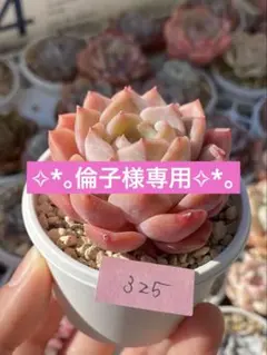 倫子様 リクエスト 3点 まとめ商品