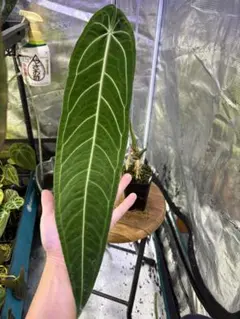 ゆきぽはな様 リクエスト 3点 まとめ商品