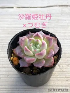 2026年最新】トラントンゴの人気アイテム - メルカリ