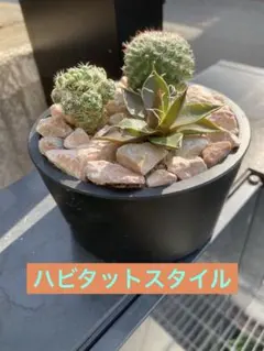 ハビタットスタイル　アガベ　シシゲラ　サボテン　寄せ植え　カウタスのサムネイル