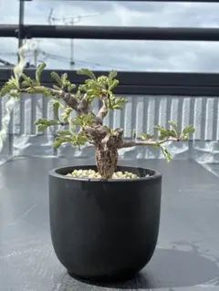 センナメリディオナス 塊根植物 THOR鉢 - メルカリ