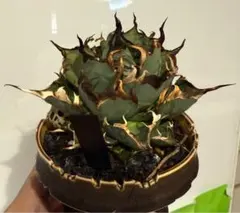 2026年最新】アガベハデスの人気アイテム - メルカリ