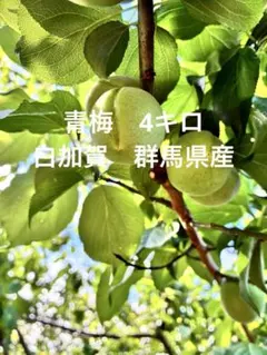 かなぶん様専用 青梅 白加賀 6キロ - メルカリ