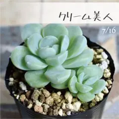 多肉植物 クリスペートビューティー抜き苗③ - メルカリ