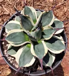 2025年最新】ライムストリークの人気アイテム - メルカリ