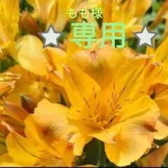 アルストロメリア 黄色 専用