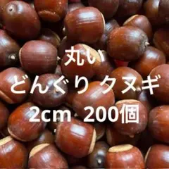 今だけ値引き 丸い ドングリ【クヌギ】 200個.
