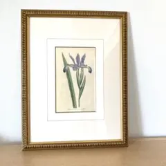 水彩画 アナピア・アントニーニ 花々 花瓶 額装 - メルカリ