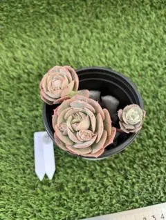 ayakon様 リクエスト 3点 まとめ商品