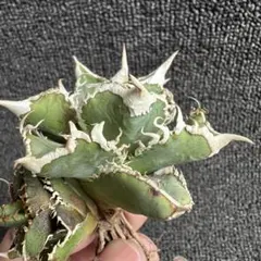 2026年最新】大白鯊 アガベの人気アイテム - メルカリ