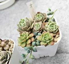 多肉植物　オンスロー　マッコス　グリーンネックレスなど　カット苗　ミニ寄せ植え