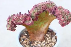 韶秀超大綴化 アエオニウム 多肉植物 抜き苗 名前付き発送 2025年最新】アエオニウム綴化の人気アイテム - メルカリ