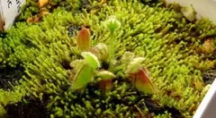 セファロタス ビッグボーイ(Big Boy)B 食虫植物 【匿名配送】 - メルカリ