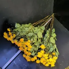 Item thumbnail for item 3857b985-6626-4237-9422-ae53a077164a