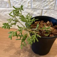 草花火 抜き苗 - メルカリ