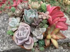 多肉植物　寄せ植え　チビ苗セット