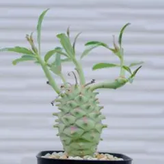 レア実生多頭！ モンテイロイ 柳葉キリン ユーフォルビア 多肉植物