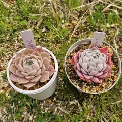 【第4種郵便　速達】多肉植物　エケベリア　コルリナ・ラスリナ