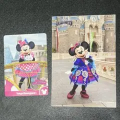 ミニー　コレクションカード　写真　まとめ売り　ミニパル　ミニファン　フレンジー